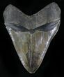 Beastly Megalodon Tooth - Great Serrations #21949-1